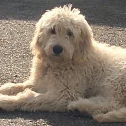 Bernedoodle, Goldendoodle, and Aussiedoodle All Grown Up from Arizona Goldendoodles