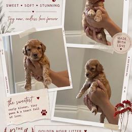 Red - Red  male Goldendoodle puppy in Spring, Texas from The Doodle Den
