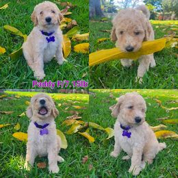 Goldendoodle Puppies from Boca Goldendoodles