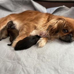 Pekingese Puppies from Mammy's Pekingese