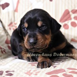 Black rust Male 288 - Black and rust male Doberman Pinscher puppy in Harmony, North Carolina from Havenhaus Dobermans