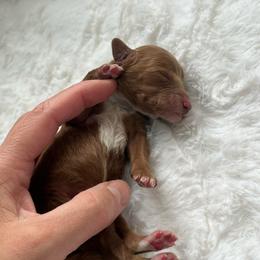 Boy 2 - Red  male Poodle puppy in Somerset, Ohio from Odyssey Pups