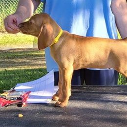 Vizslas from Mountain View Vizslas