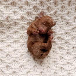 Auric - Red  male Goldendoodle puppy in Cold Spring, Minnesota from A.N.A. Doodles