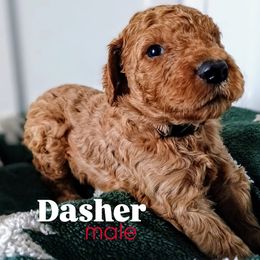 Dasher - Chocolate male Goldendoodle puppy in Ringgold, Georgia from Re Family Doodles
