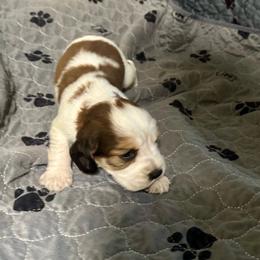 Freddy - Liver white and tan male English Springer Spaniel puppy in Coeur D'alene, Idaho from Springer Hollow