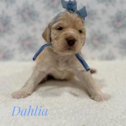 Dahlia - Cream female Goldendoodle puppy in Dallas County, Texas from Dream A Little Doodle