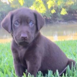 Labrador Retriever Puppies from Andy Lafleur