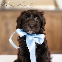 Boy 2 - male Australian Labradoodle puppy in Salem, Oregon from Hunterberry Hill Labradoodles