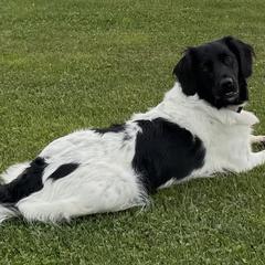 Stabyhouns from Kennel fan de Wiide Mar Stabyhouns