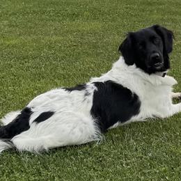 Stabyhouns from Kennel fan de Wiide Mar Stabyhouns