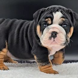Molly - Black tri-color female Bulldog puppy in Elliottsburg, Pennsylvania from Pappy's Bulldogs