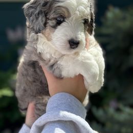 Boy 1 - Merle Double Doodle puppy in Blue Springs, Missouri from Jeanie’s Doodles