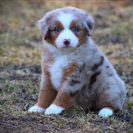 Grace - Red merle female Miniature Australian Shepherd puppy in Menomonee Falls, Wisconsin from Hunt N Oaks