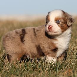 Toy Australian Shepherd puppies from 4C Toy Aussies