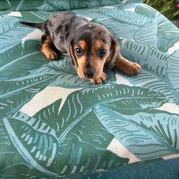 Spot - Dapple male Dachshund puppy in Newcomerstown, Ohio from Rose's Dachshunds