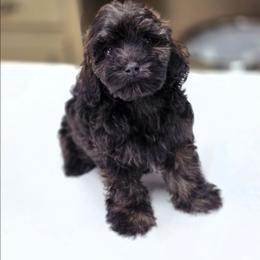Corduroy - Black and tan male Cockapoo puppy in West Point, Mississippi from Golden Paws