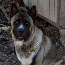 Akita from The Akita Bear's Ruff house!