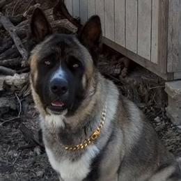 Akita from The Akita Bear's Ruff house!