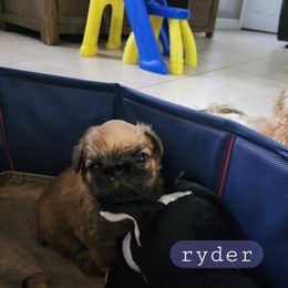 Brussels Griffon Puppies from Karen Marquez