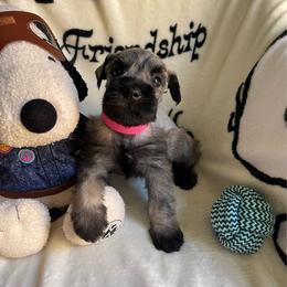 Lala - Salt and pepper female Miniature Schnauzer puppy in San Diego, California from KMS-Miniature Schnauzers