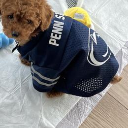 Poodle Puppies from CashEuro Poodles