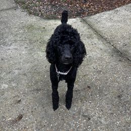 Athena  - Poodle