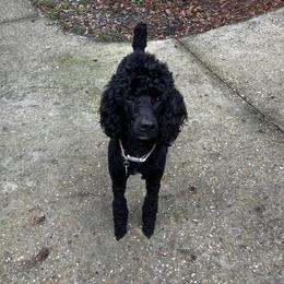 Athena  - Poodle