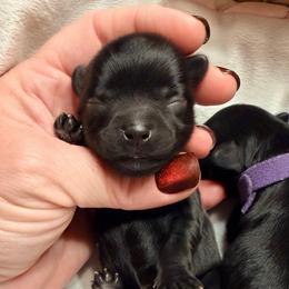 Blitz - Black female Yorkipoo puppy in Cameron, South Carolina from Sassy Sailor & Company