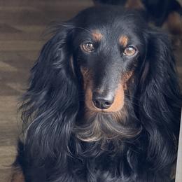 Holly - Dachshund