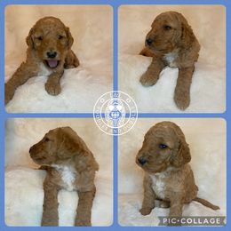 Goldendoodle and Poodle Puppies from L&L Poodles and Doodles