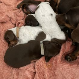 Dachshund Puppies from Dachshund Meadows