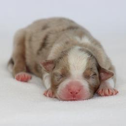 Rose - Red merle female Australian Shepherd puppy in Circleville, Utah from Canyon Creek Aussies