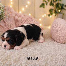 Bella - Tri-color female Cavalier King Charles Spaniel puppy in Howardsville, Virginia from Spectacular Aussies and Cavaliers