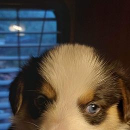 Pembroke Welsh Corgi Puppies from Gary's Pembroke Welsh Corgis