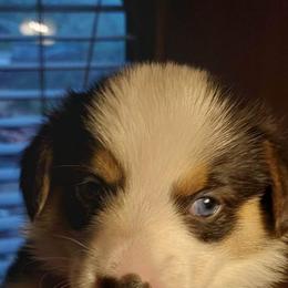 Pembroke Welsh Corgi Puppies from Gary's Pembroke Welsh Corgis