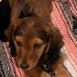 Dachshunds from J&W Doxies