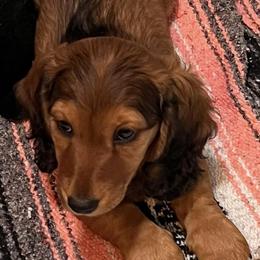 Dachshunds from J&W Doxies