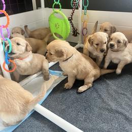 Golden Retriever Puppies from Washington Lakeside Goldens