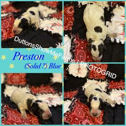 Australian Cattle Dog and Miniature Australian Shepherd Puppies from Dutton's Show Me Farms