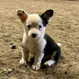 Dunkin - Black and white male Cardigan Welsh Corgi puppy in Leonard, Texas from Southern Rose Corgis