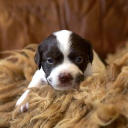Tosi - Liver and white female Brittany puppy in Laramie, Wyoming from Aviary Kennels