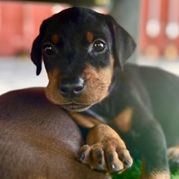 Doberman Pinscher Puppies from Devoted Doberman