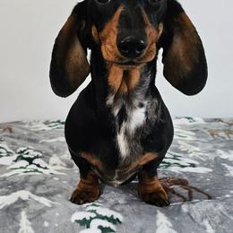 Paris - Dachshund