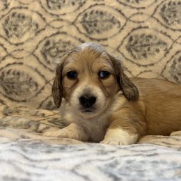 Dachshund Puppies from MK Minidox