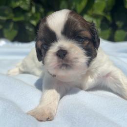 Boy4 - Tricolor male Shih Tzu puppy in Covina, California from Shih_doodle_Co