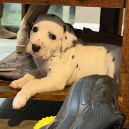 Pepper aka Jewel - White and black female Dalmatian puppy in Mesa, Arizona from Lauren's Dalmatians