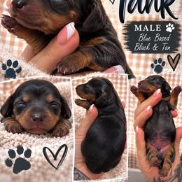 Tank - Blue and tan male Dachshund puppy in Hobbs, New Mexico from NM Doxie Dugout