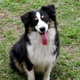 Chloe - Miniature American Shepherd