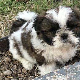Shih Tzu Puppies from Willow Lane Shih Tzus